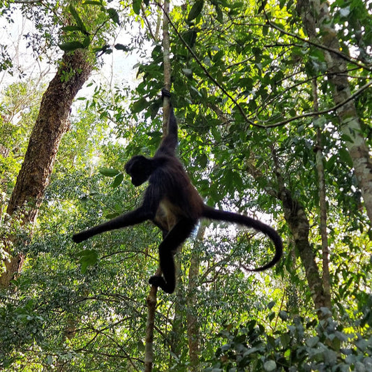 De Punta Laguna a Laguna Chabela: Caminos Remotos, Conexiones Reales