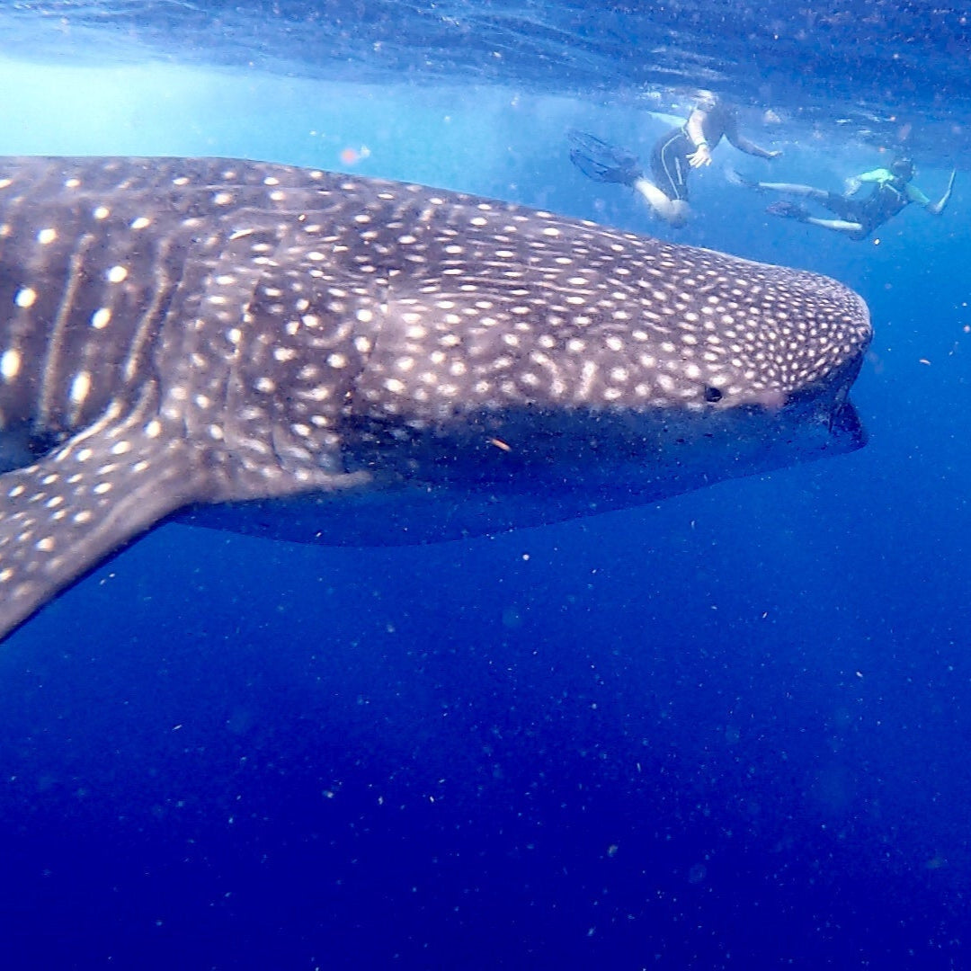 Beneath the Blue: Private Whale Shark Experience