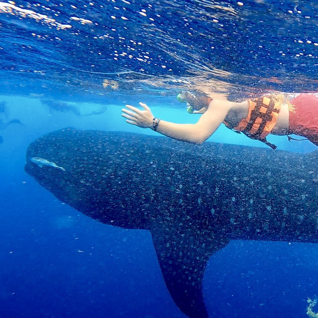 Beneath the Blue: Private Whale Shark Experience