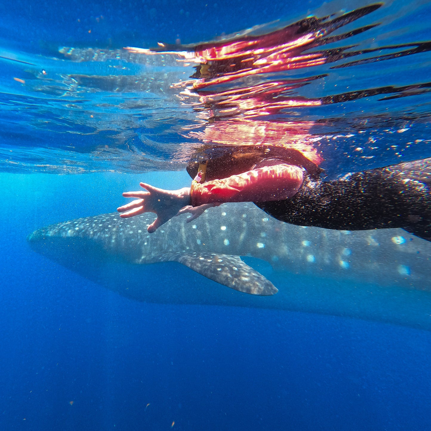 Beneath the Blue: Private Whale Shark Experience