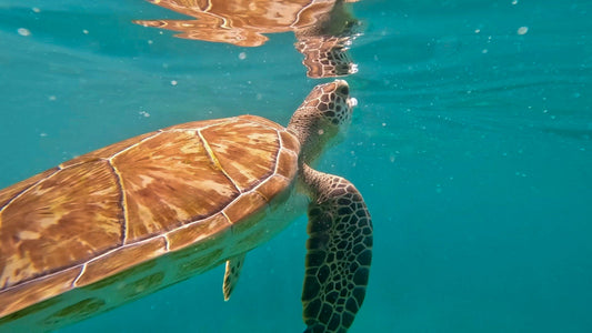 Travel to Regenerate: The Future of Responsible Tourism