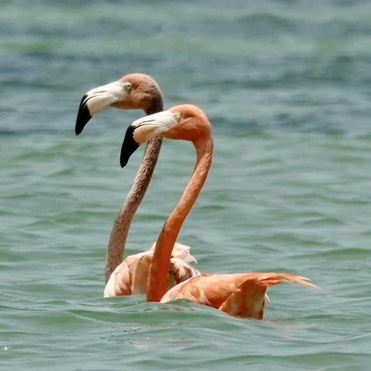 Holbox: At the Rhythm of the Sun