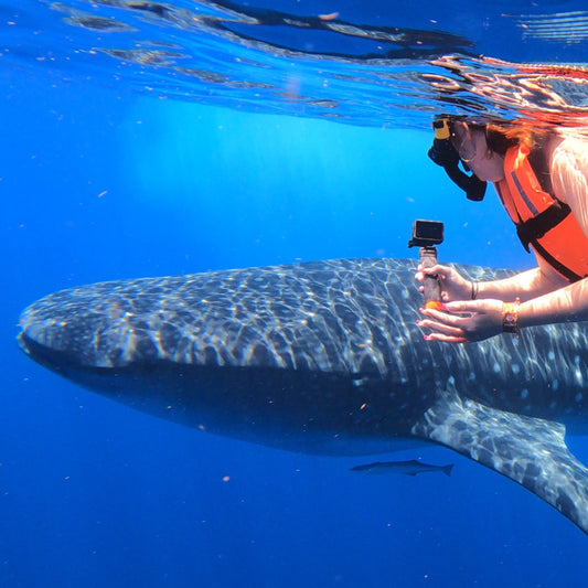 Beneath the Blue: Private Whale Shark Experience